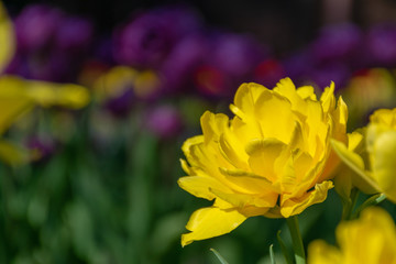 Obraz premium purple tulips flowers spring sunny day