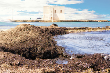Posidonea algae piled up on the beach