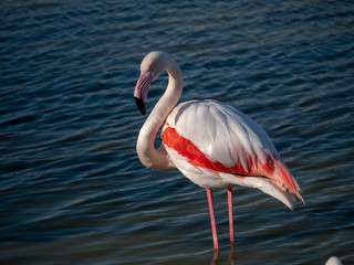 Pont de Gau - flamant rose