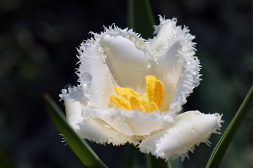 closeup of tulip