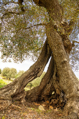Pitted trunk of an old olive tree (Italy)