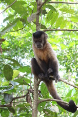 Fototapeta premium Monkey Looking down