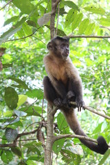 Monkey looking to the side