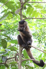 Monkey looking at hand
