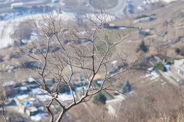 Tree full of branches during winter
