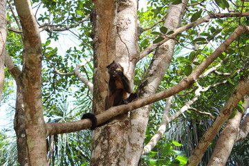 Monkey sitting on branch