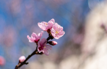 beautiful spring flowers spring sunny day