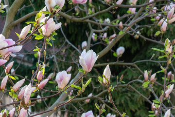 Beautiful spring white flowers in spring sunny day
