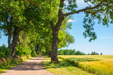 Tree alley with a gravel road in the country at the summer