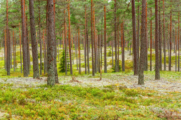 Obraz premium Pine woodland with white lichens on the forest floor