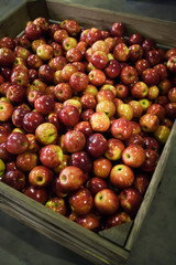 Washing, Waxing and sorting apples