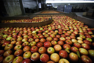 Washing, Waxing and sorting apples