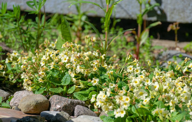 Beautiful spring white flowers in spring sunny day
