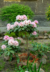 Pink rhododendron spring sunny day