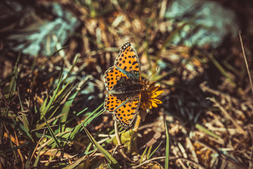 Schmetterling