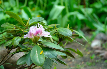 Obraz premium Pink rhododendron spring sunny day