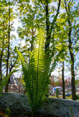 Green fern spring sunny day