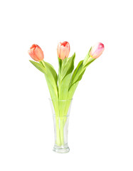 Bouquet of soft red  tulip in glass vase. White background
