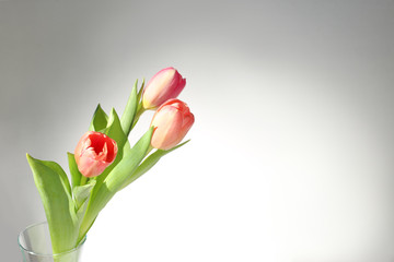 Bouquet of soft red  tulip in glass vase. Light background