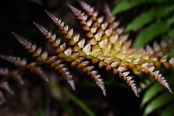 The beautiful pattern of the leaves of 