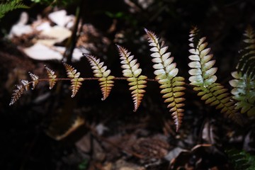 The beautiful pattern of the leaves of 