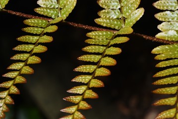 The beautiful pattern of the leaves of 