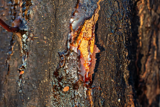 Tree Bark Texture With Resin