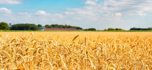 summer landscape with field of corn under blue sky - obrazy, fototapety, plakaty