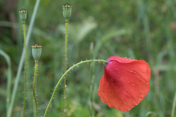 Obraz premium Flower poppy flowering on green background .