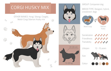 Designer dogs, crossbreed, hybrid mix pooches collection isolated on white. Flat style clipart infographic