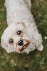 dandie dinmont terrier white dog close up looking up 