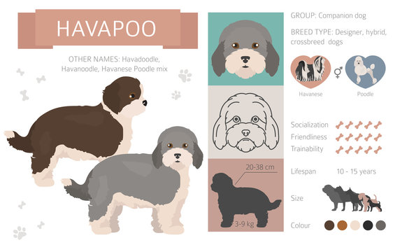 Designer, crossbreed, hybrid mix dogs collection isolated on white. Flat style clipart set