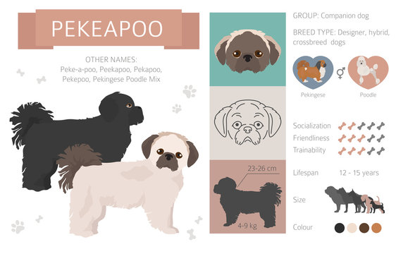 Designer dogs, crossbreed, hybrid mix pooches collection isolated on white. Flat style clipart infographic
