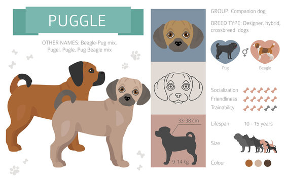 Designer, crossbreed, hybrid mix dogs collection isolated on white. Flat style clipart set