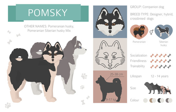 Designer dogs, crossbreed, hybrid mix pooches collection isolated on white. Flat style clipart infographic