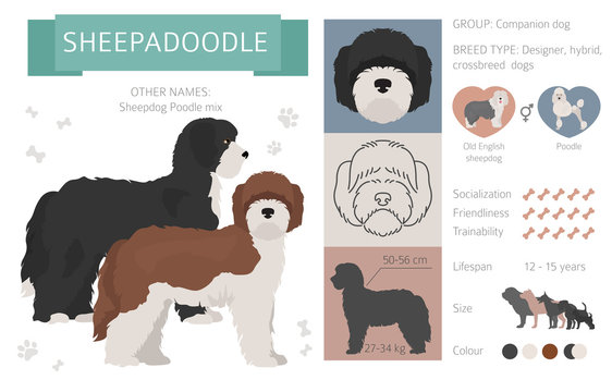Designer, crossbreed, hybrid mix dogs collection isolated on white. Flat style clipart set