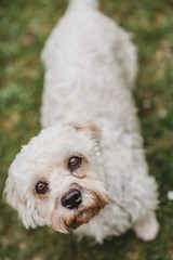 dandie dinmont terrier white dog close up looking up 