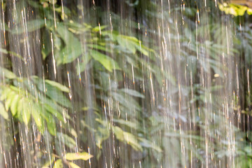 Heavy rain in the tropical rain forest, dotted lines of rain jets in the background