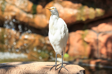 Cattle egret (Bubulcus ibis) peeks  with interest, against waterfall