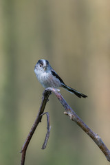 Long-tailed tit (Aegithalos caudatus) with insects in its bill.