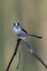 Long-tailed tit (Aegithalos caudatus) with insects in its bill.