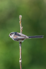 Long tailed tit (Aegithalos caudatus)
