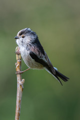 Long tailed tit (Aegithalos caudatus)