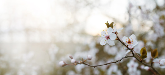 BANNER SPRING PLUM FLOWER BACKGROUNDS. WHITE BLOSSOM ON NATURAL DEFOCUSED BLURRED BACKGROUND.