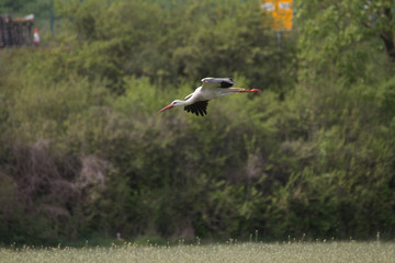 White Stork flying and standing in a field, Fuerth, Germany