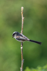 Obraz premium Long tailed tit (Aegithalos caudatus)