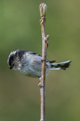 Long tailed tit (Aegithalos caudatus)
