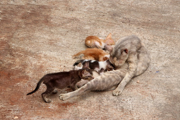 The mother cat is feeding all 4 kittens on the concrete floor.