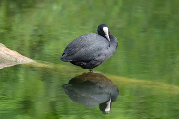 Eurasian coot (Fulica atra)