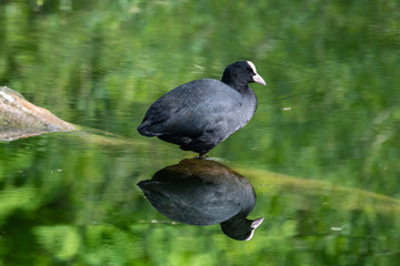 Eurasian coot (Fulica atra)